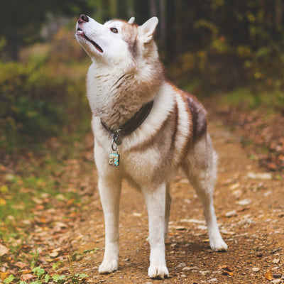 Adventurer AirTag QR Dog ID Tag