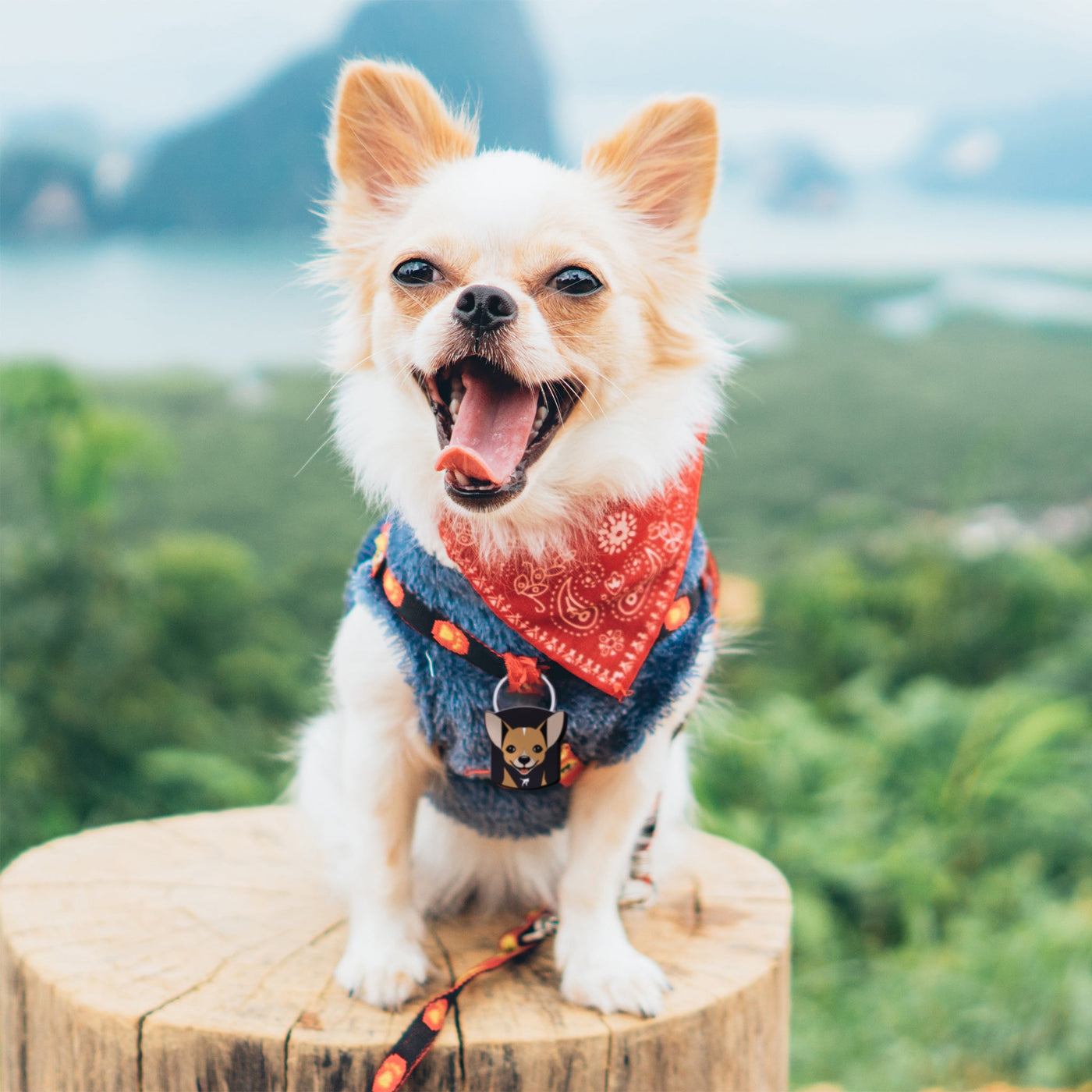 Free Chihuahua QR Dog ID Tag