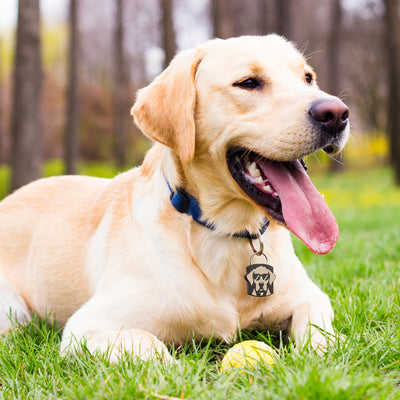 Labrador Retriever AirTag QR Dog ID Tag