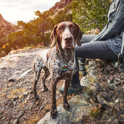 Mountaineer AirTag QR Dog ID Tag