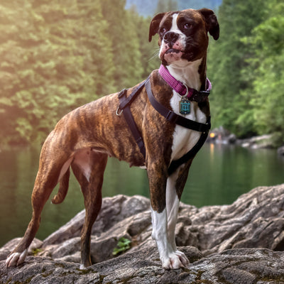 Free PNW QR Dog ID Tag