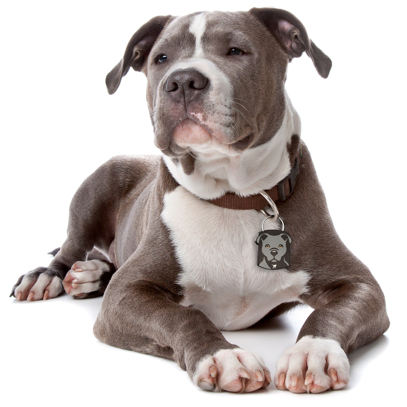 Free Pit Bull QR Dog ID Tag