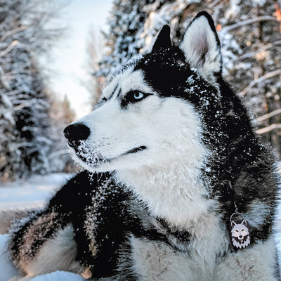 Free Wolf AirTag QR Dog ID Tag