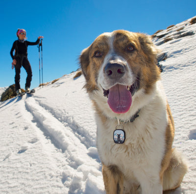 Free Ski Bum QR Dog ID Tag