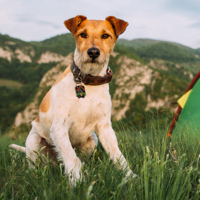 Camper QR Dog ID Tag