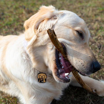 Golden Retriever QR Dog ID Tag