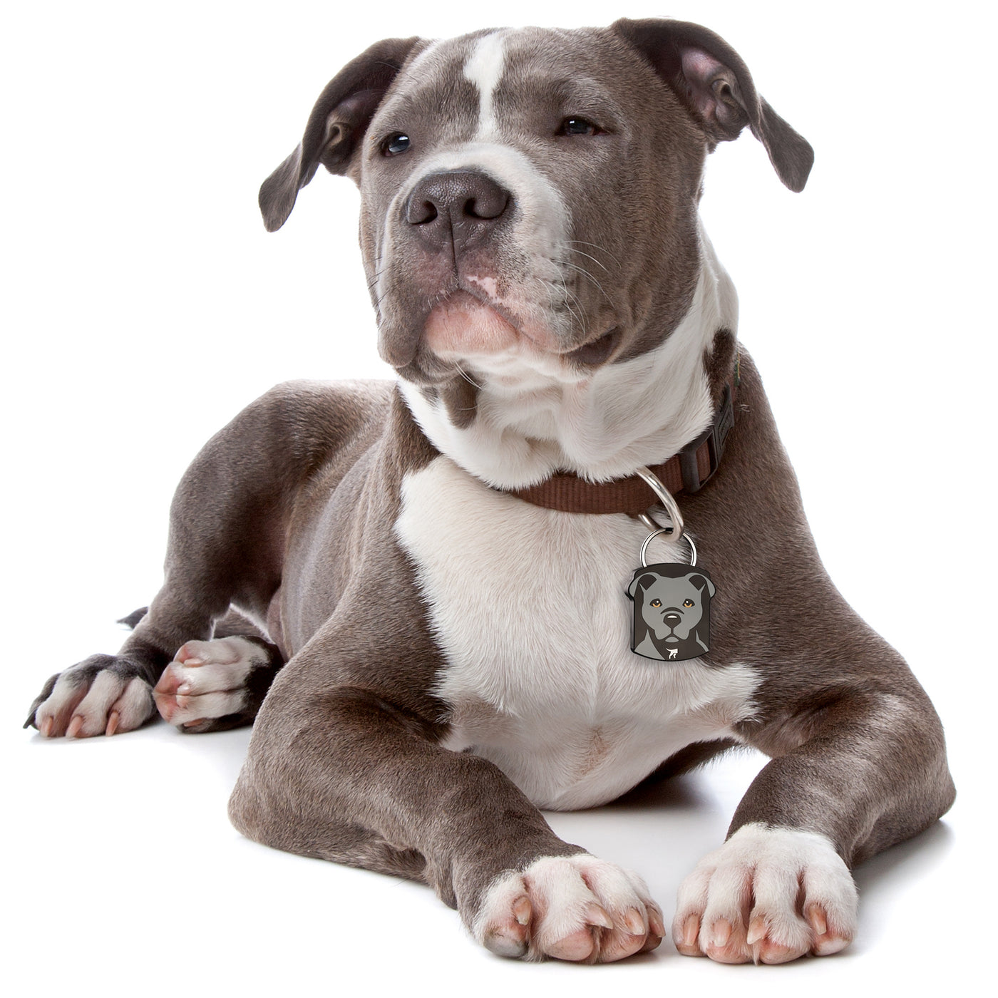 Pit Bull QR Dog ID Tag