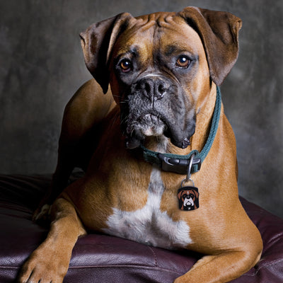 Boxer QR Dog ID Tag